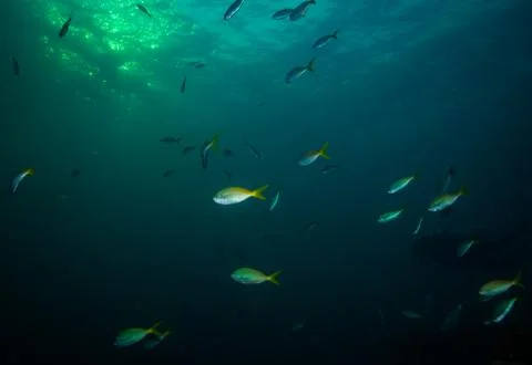 Fish on a reef Stock Photos