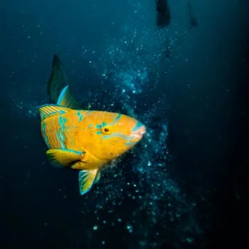 Fish on a reef Stock Photos