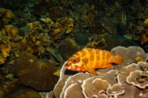 Fish on a reef Stock Photos