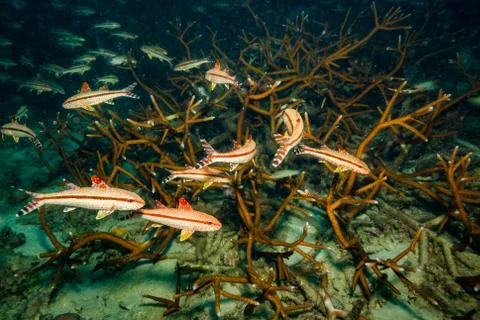 Fish on a reef Stock Photos