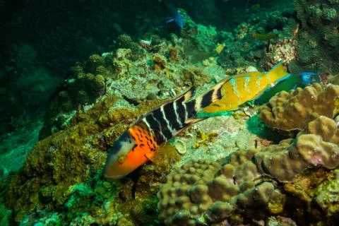 Fish on a reef Stock Photos