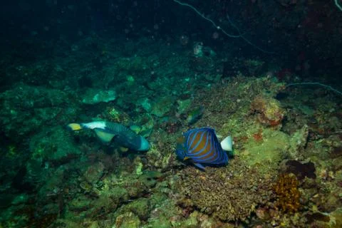 Fish on a reef Stock Photos