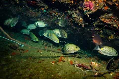 Fish on a reef Stock Photos