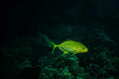 Fish on a reef Stock Photos