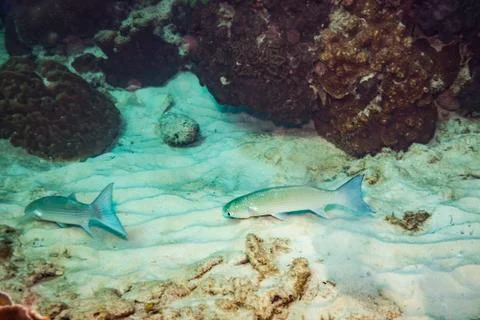 Fish on a reef Stock Photos