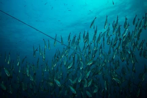 Fish on a reef Stock Photos