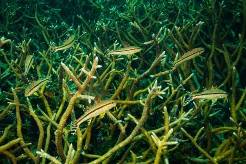 Fish on a reef Stock Photos