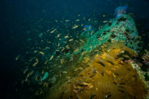 Fish on a reef Stock Photos