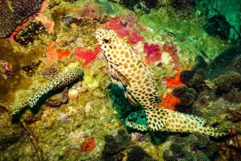 Fish on a reef Stock Photos