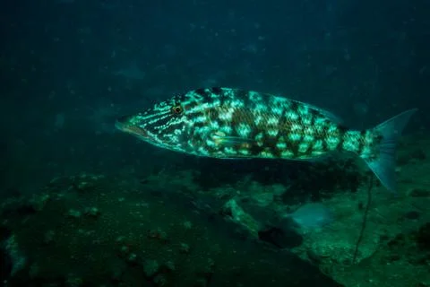 Fish on a reef Stock Photos