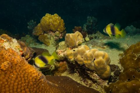 Fish on a reef 库存照片