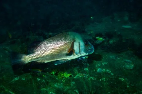 Fish on a reef Stock Photos