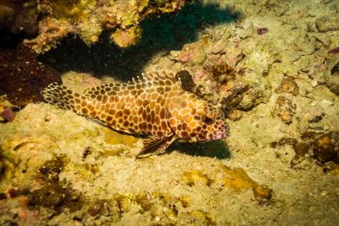 Fish on a reef Stock Photos