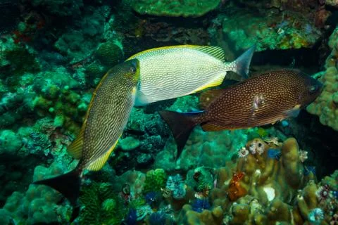 Fish on a reef Stock Photos