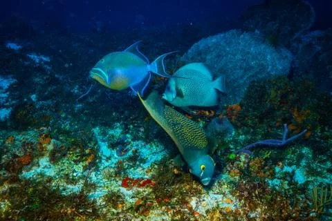 Fish on the reef Foto stock