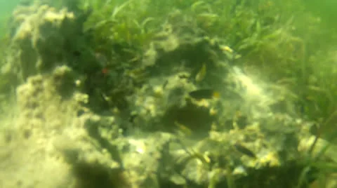 Fish reef watch 75 Video stock 24299157