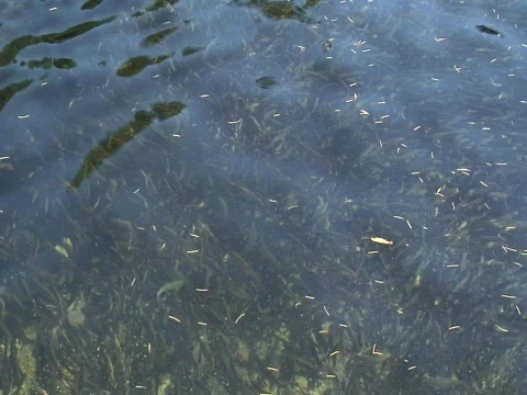 Fish reflections Video stock 548579