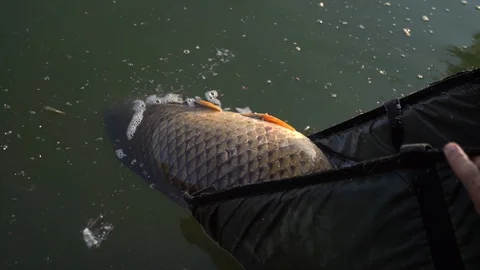 Fish release Stock Footage 129078561