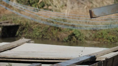 Fish Release Process At Aquaculture Farm Pond Stock Footage 323946367