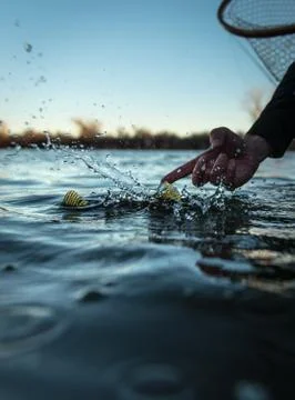 A fish is released and it splashes as it goes into the water. Stock Photos