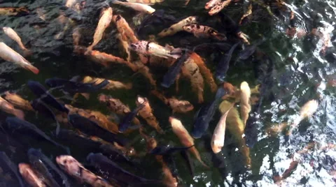 Fish in a reservoir Stock Footage 66719315
