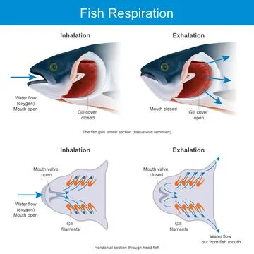 Fish Respiration Stock Illustration