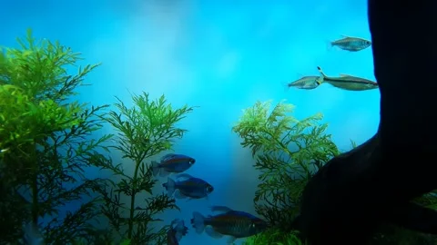 Fish resting around aquatic plants and branches- Stock Footage 146609784