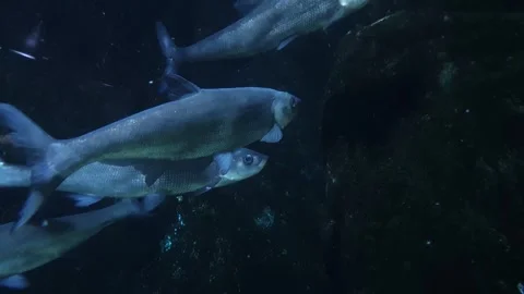 A fish resting in front of a dark rock and his friends Stock Footage 241295035