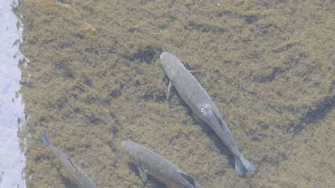 Fish resting in a river bottom. Stock Footage 136769401