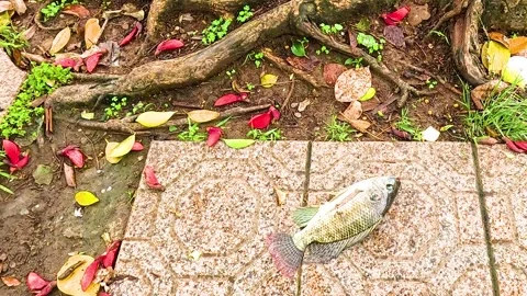Fish Resting on Tiled Pavement with Fallen Leaves Stock Footage 326410903