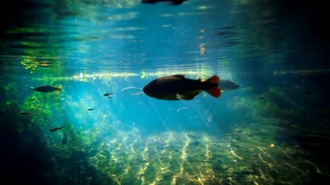 Fish in River 1 Video stock 74768038