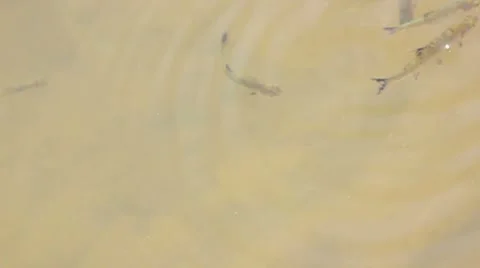 Fish in the river Stock Footage 8736527