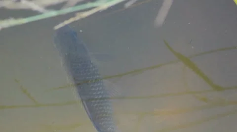 Fish in the river Stock Footage 8737086