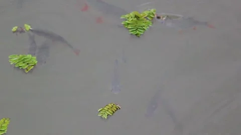Fish in the river Stock Footage 8825400