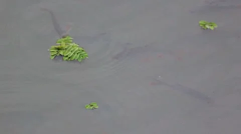 Fish in the river Stock Footage 8825617