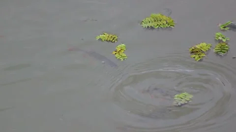 Fish in the river Stock Footage 8825666