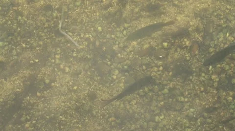 Fish in River Stock Footage 9983448
