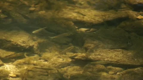 Fish in River Stock Footage 14937493