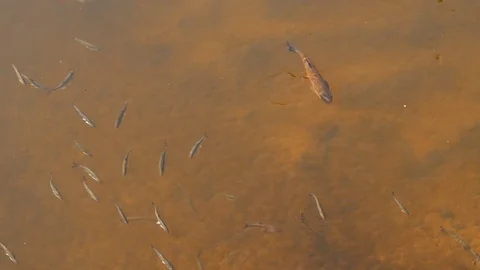 Fish in the river Stock-Footage 79749129