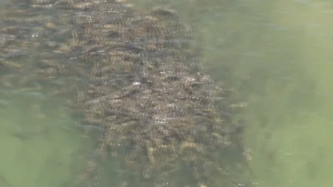 FISH IN RIVER Stock Footage 108602983