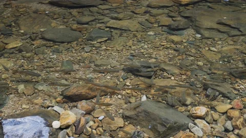 Fish in a river Stock Footage 232907268