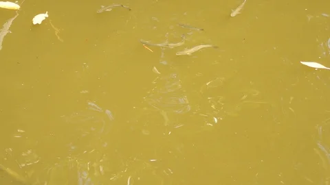Fish in the river. Many small fish move under water. Stock Footage 96576772