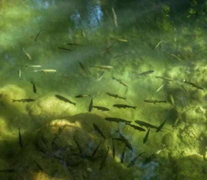 Fish in the river Stock Photos