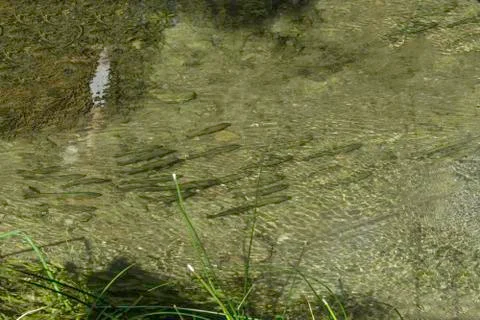 Fish in the river Stock Photos