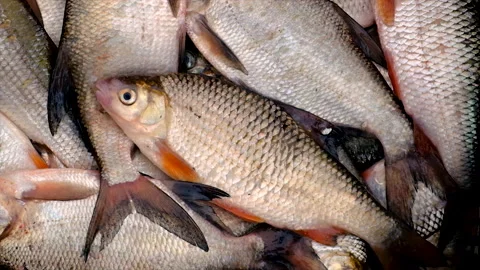 Fish river roach and bream. Selective focus. Stock Footage 224471741