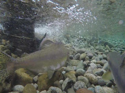Fish in River Underwater Stock Footage 81804123