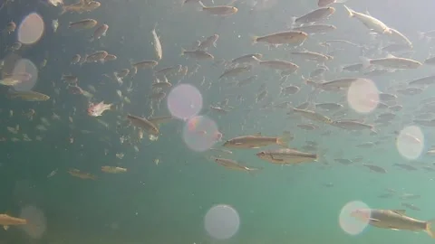Fish in the river, underwater shot, Common barbel, Common nase Stock Footage 283568711
