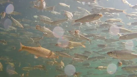 Fish in the river, underwater shot, Common barbel, Common nase 2 Stock Footage 283568732
