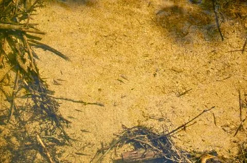 Fish in a river water Stock Photos