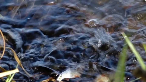 Fish Roach spawn river bank at spring. Splash of water and fish Rutilus rutilus Stock Footage 71890868